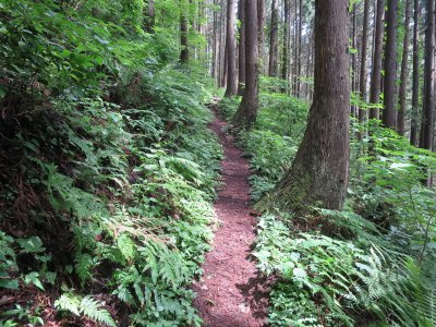 広々とした登山道