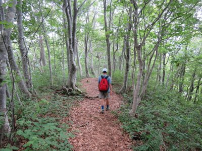 ブナ林登山道